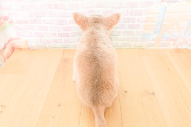 宮城県のチワワ(ロング) (Coo&RIKU仙台太白店/2026年2月3日生まれ/男の子/イザベラタンホワイト)の子犬の4枚目の画像