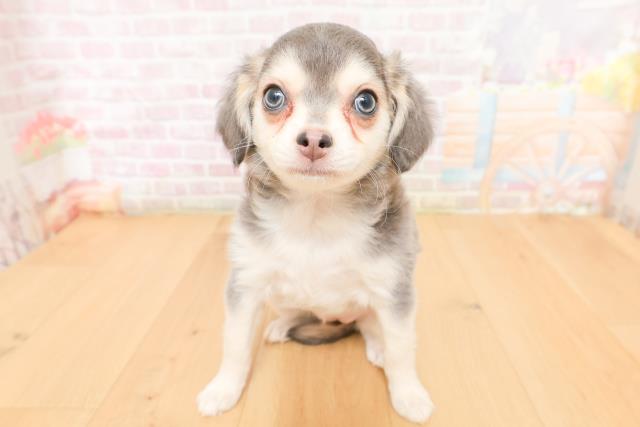 宮城県のチワワ(ロング) (Coo&RIKU石巻店/2026年2月3日生まれ/女の子/ブルータンホワイト)の子犬