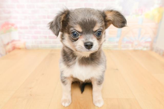 福島県のチワワ(ロング) (Coo&RIKUいわき店/2026年2月3日生まれ/女の子/ブルータン)の子犬