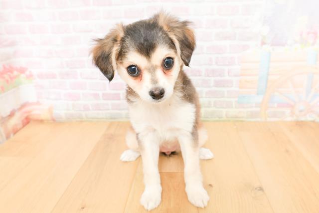 青森県のチワワ(ロング) (Coo&RIKU弘前店/2026年2月3日生まれ/女の子/セーブルホワイト)の子犬の1枚目の画像