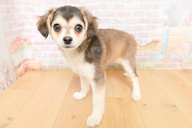 青森県のチワワ(ロング) (Coo&RIKU弘前店/2026年2月3日生まれ/女の子/セーブルホワイト)の子犬の2枚目の画像