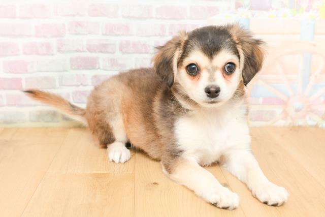 青森県のチワワ(ロング) (Coo&RIKU弘前店/2026年2月3日生まれ/女の子/セーブルホワイト)の子犬の3枚目の画像