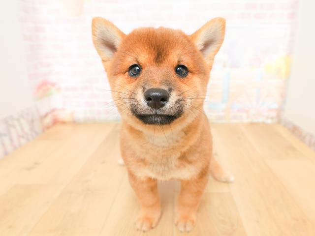 青森県の豆柴 (Coo&RIKU八戸店/2026年2月5日生まれ/男の子/赤)の子犬の1枚目の画像