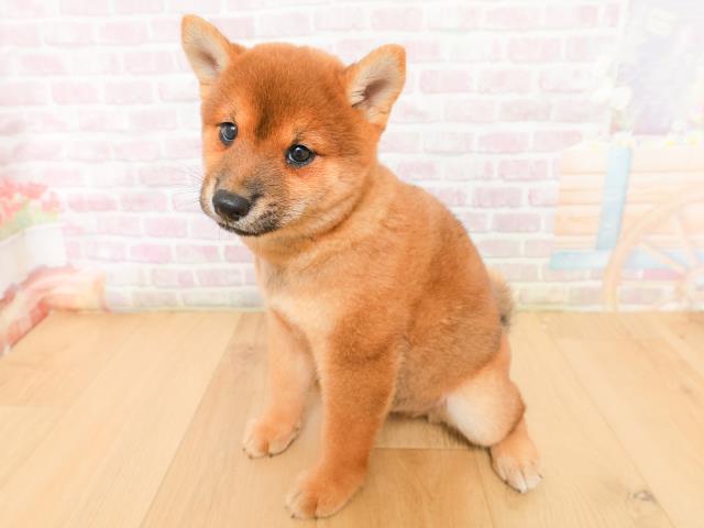 青森県の豆柴 (Coo&RIKU八戸店/2026年2月5日生まれ/男の子/赤)の子犬の2枚目の画像