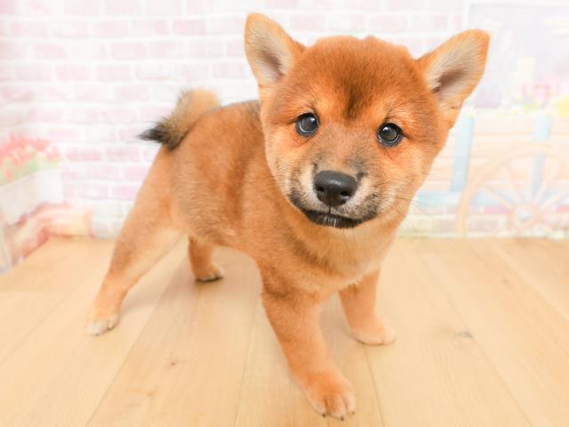 青森県の豆柴 (Coo&RIKU八戸店/2026年2月5日生まれ/男の子/赤)の子犬の3枚目の画像