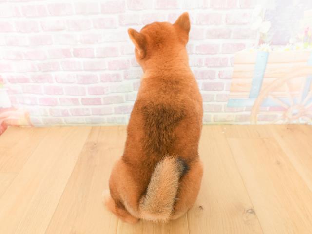 青森県の豆柴 (Coo&RIKU八戸店/2026年2月5日生まれ/男の子/赤)の子犬の4枚目の画像