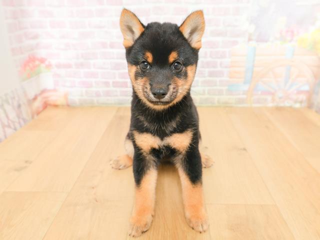 岩手県の豆柴 (Coo&RIKU一関店/2026年2月5日生まれ/女の子/黒)の子犬の1枚目の画像