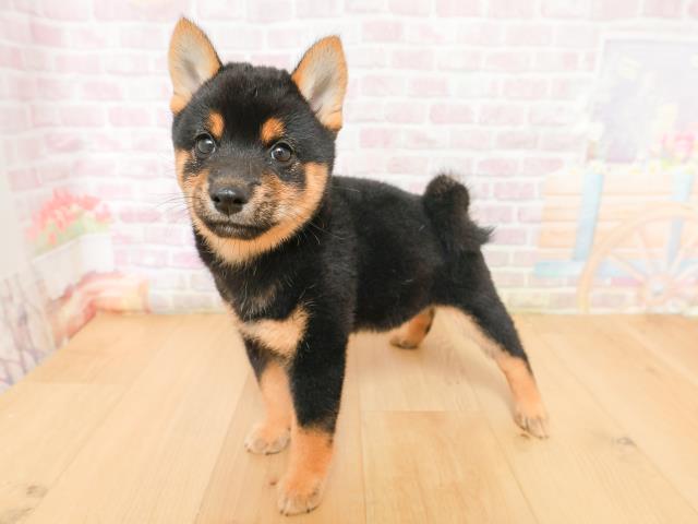 岩手県の豆柴 (Coo&RIKU一関店/2026年2月5日生まれ/女の子/黒)の子犬の2枚目の画像