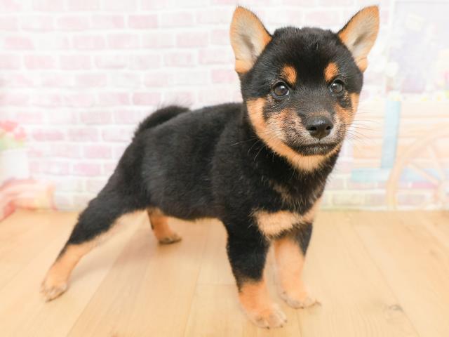 岩手県の豆柴 (Coo&RIKU一関店/2026年2月5日生まれ/女の子/黒)の子犬の3枚目の画像