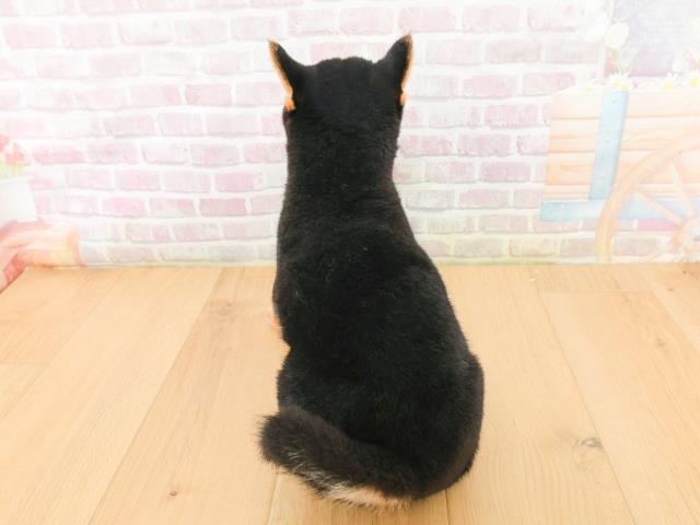 岩手県の豆柴 (Coo&RIKU一関店/2026年2月5日生まれ/女の子/黒)の子犬の4枚目の画像