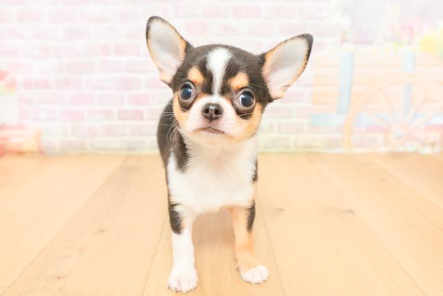 宮城県のチワワ(スムース) (Coo&RIKU石巻店/2026年2月5日生まれ/男の子/ブラックタンホワイト)の子犬