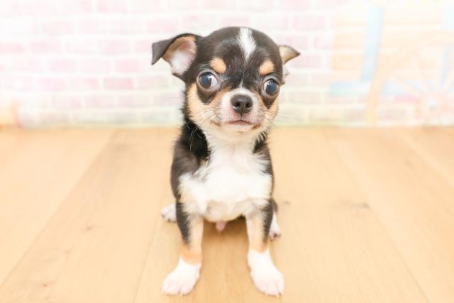 岩手県のチワワ(スムース) (Coo&RIKU一関店/2026年2月5日生まれ/男の子/ブラックタンホワイト)の子犬の1枚目の画像