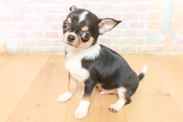 岩手県のチワワ(スムース) (Coo&RIKU一関店/2026年2月5日生まれ/男の子/ブラックタンホワイト)の子犬の2枚目の画像