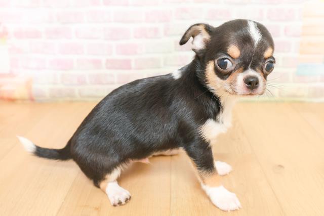 岩手県のチワワ(スムース) (Coo&RIKU一関店/2026年2月5日生まれ/男の子/ブラックタンホワイト)の子犬の3枚目の画像