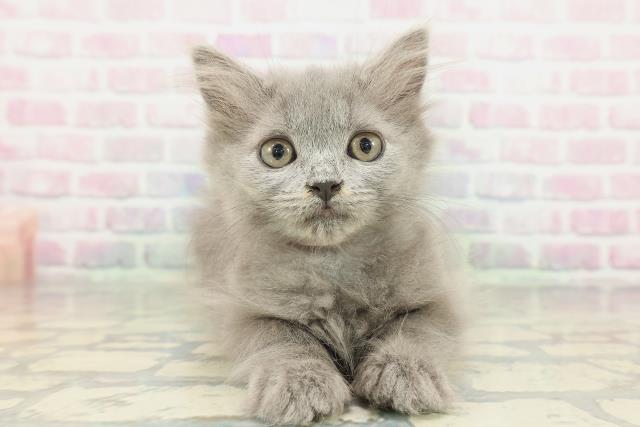 大阪府のブリティッシュロングヘアー (Coo&RIKU寝屋川店/2026年1月15日生まれ/女の子/ブルー)の子猫の1枚目の画像