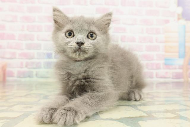 大阪府のブリティッシュロングヘアー (Coo&RIKU寝屋川店/2026年1月15日生まれ/女の子/ブルー)の子猫の2枚目の画像