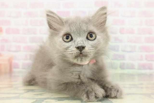 大阪府のブリティッシュロングヘアー (Coo&RIKU寝屋川店/2026年1月15日生まれ/女の子/ブルー)の子猫の3枚目の画像