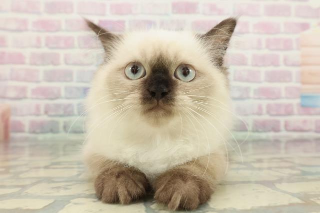 埼玉県のヒマラヤン (Coo&RIKU所沢店/2025年12月21日生まれ/女の子/シールポイント)の子猫の1枚目の画像