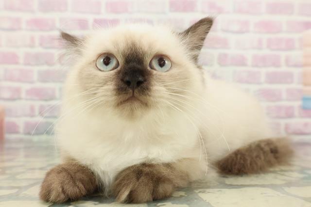 埼玉県のヒマラヤン (Coo&RIKU所沢店/2025年12月21日生まれ/女の子/シールポイント)の子猫の2枚目の画像