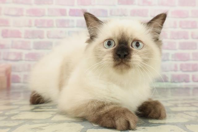 埼玉県のヒマラヤン (Coo&RIKU所沢店/2025年12月21日生まれ/女の子/シールポイント)の子猫の3枚目の画像