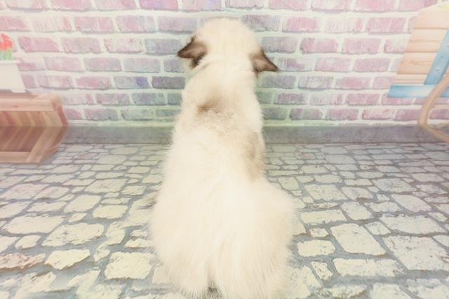 埼玉県のヒマラヤン (Coo&RIKU所沢店/2025年12月21日生まれ/女の子/シールポイント)の子猫の4枚目の画像