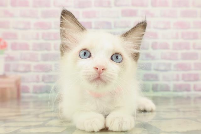 東京都のラグドール (Coo&RIKU三軒茶屋店/2026年2月5日生まれ/女の子/シールポイントバイカラー)の子猫