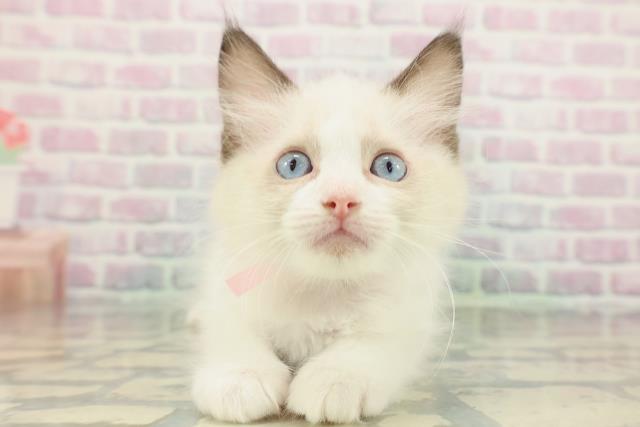 東京都のラグドール (Coo&RIKU池袋西口店/2026年2月5日生まれ/女の子/シールポイントバイカラー)の子猫