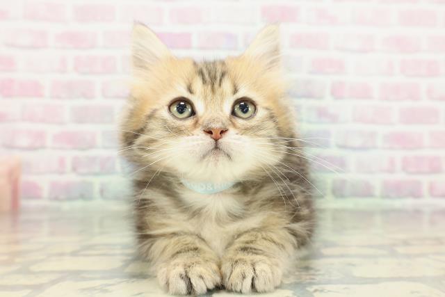 兵庫県のミヌエット (Coo&RIKU丹波店/2026年1月25日生まれ/男の子/ブラウンタビー)の子猫の1枚目の画像