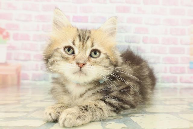 兵庫県のミヌエット (Coo&RIKU丹波店/2026年1月25日生まれ/男の子/ブラウンタビー)の子猫の2枚目の画像