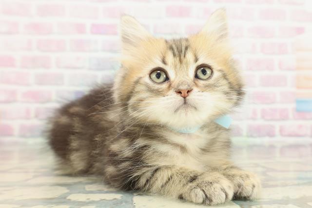 兵庫県のミヌエット (Coo&RIKU丹波店/2026年1月25日生まれ/男の子/ブラウンタビー)の子猫の3枚目の画像