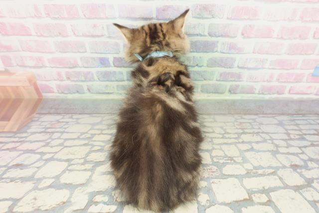 兵庫県のミヌエット (Coo&RIKU丹波店/2026年1月25日生まれ/男の子/ブラウンタビー)の子猫の4枚目の画像