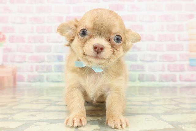 チワワ(ロングコート)