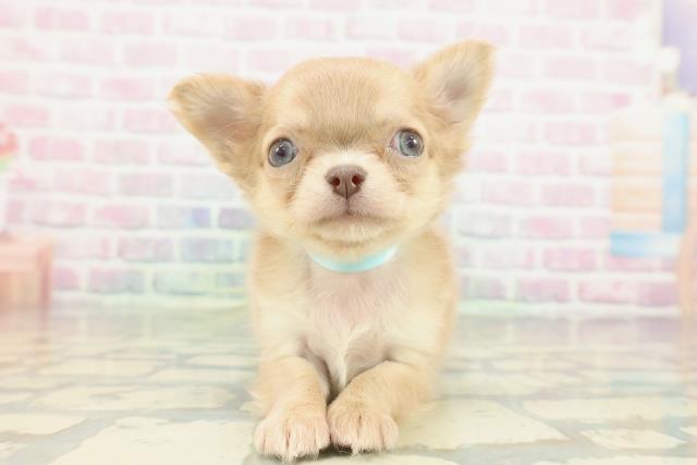 兵庫県のチワワ(ロング) (Coo&RIKU丹波店/2026年2月8日生まれ/男の子/チョコレートフォーン)の子犬の1枚目の画像