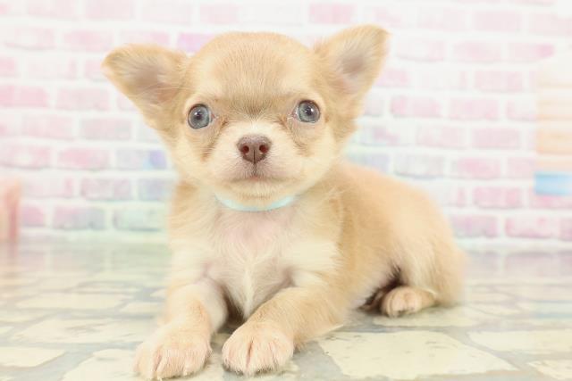 兵庫県のチワワ(ロング) (Coo&RIKU丹波店/2026年2月8日生まれ/男の子/チョコレートフォーン)の子犬の2枚目の画像