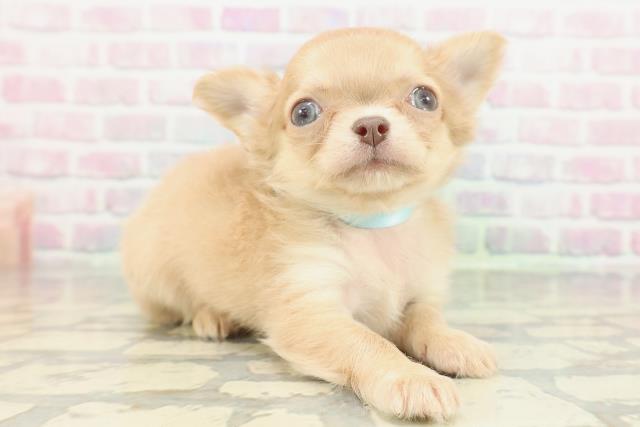 兵庫県のチワワ(ロング) (Coo&RIKU丹波店/2026年2月8日生まれ/男の子/チョコレートフォーン)の子犬の3枚目の画像