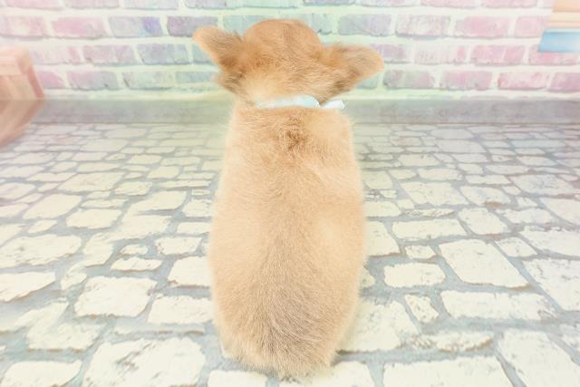 兵庫県のチワワ(ロング) (Coo&RIKU丹波店/2026年2月8日生まれ/男の子/チョコレートフォーン)の子犬の4枚目の画像