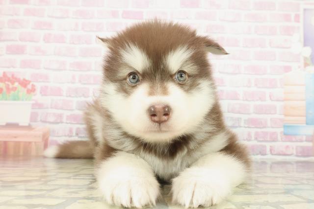 神奈川県のアラスカンマラミュート (Coo&RIKU相模原店/2026年2月1日生まれ/男の子/ブラウンホワイト)の子犬の1枚目の画像