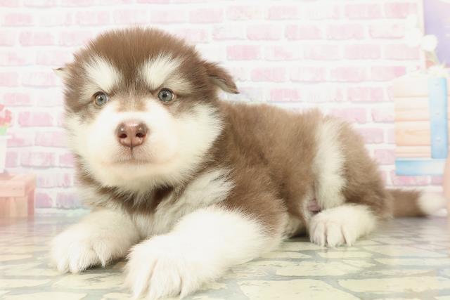 神奈川県のアラスカンマラミュート (Coo&RIKU相模原店/2026年2月1日生まれ/男の子/ブラウンホワイト)の子犬の2枚目の画像