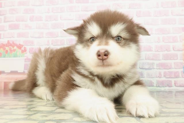 神奈川県のアラスカンマラミュート (Coo&RIKU相模原店/2026年2月1日生まれ/男の子/ブラウンホワイト)の子犬の3枚目の画像