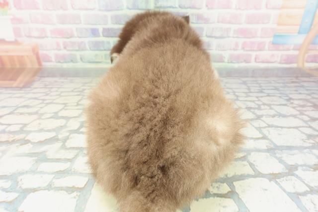 神奈川県のアラスカンマラミュート (Coo&RIKU相模原店/2026年2月1日生まれ/男の子/ブラウンホワイト)の子犬の4枚目の画像