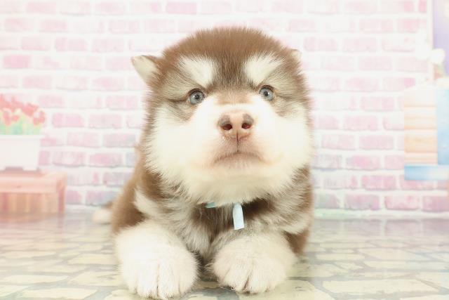 千葉県のアラスカンマラミュート (Coo&RIKU市原店/2026年2月1日生まれ/男の子/ブラウンホワイト)の子犬の1枚目の画像