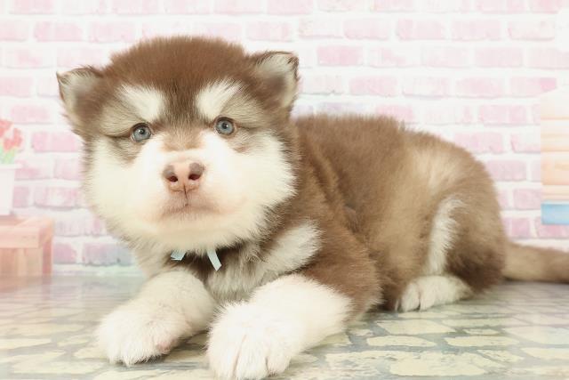 千葉県のアラスカンマラミュート (Coo&RIKU市原店/2026年2月1日生まれ/男の子/ブラウンホワイト)の子犬の2枚目の画像