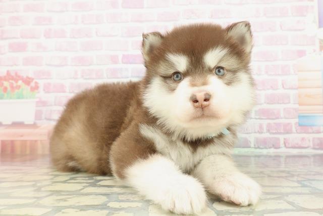 千葉県のアラスカンマラミュート (Coo&RIKU市原店/2026年2月1日生まれ/男の子/ブラウンホワイト)の子犬の3枚目の画像