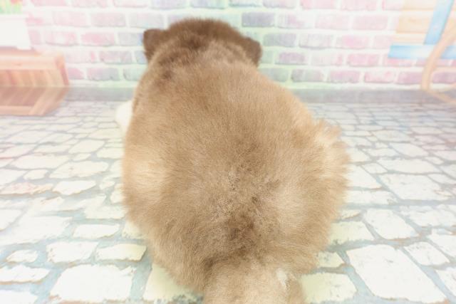 千葉県のアラスカンマラミュート (Coo&RIKU市原店/2026年2月1日生まれ/男の子/ブラウンホワイト)の子犬の4枚目の画像