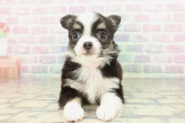 東京都のチワワ(ロング) (Coo&RIKU高円寺店/2026年2月7日生まれ/女の子/ブラックタンホワイト)の子犬の1枚目の画像