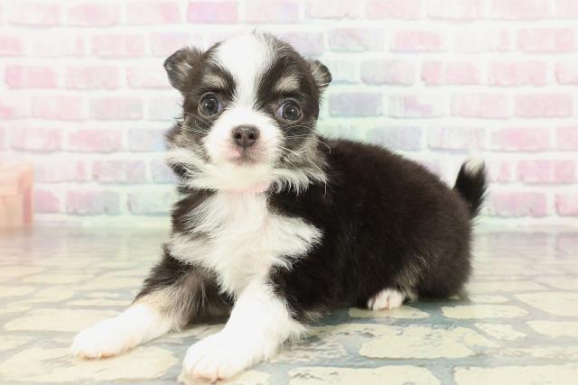 東京都のチワワ(ロング) (Coo&RIKU高円寺店/2026年2月7日生まれ/女の子/ブラックタンホワイト)の子犬の2枚目の画像