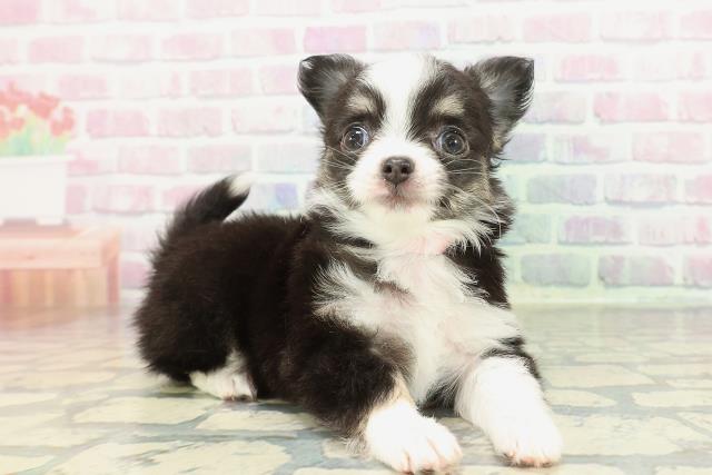 東京都のチワワ(ロング) (Coo&RIKU高円寺店/2026年2月7日生まれ/女の子/ブラックタンホワイト)の子犬の3枚目の画像