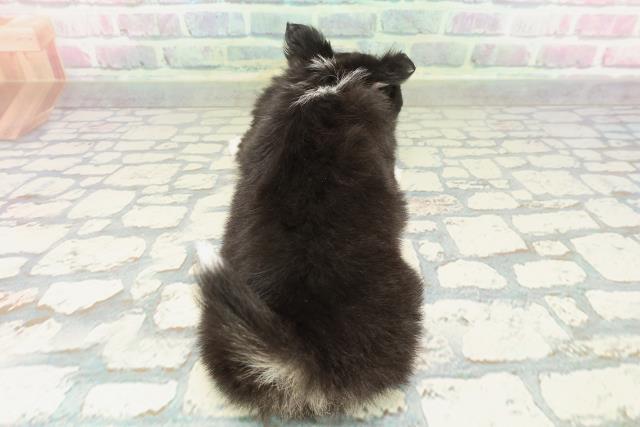 東京都のチワワ(ロング) (Coo&RIKU高円寺店/2026年2月7日生まれ/女の子/ブラックタンホワイト)の子犬の4枚目の画像