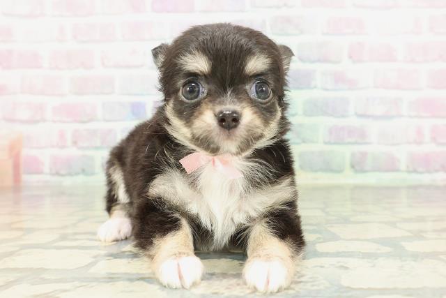 北海道のチワワ(ロング) (Coo&RIKU旭川店/2026年2月7日生まれ/女の子/ブラックタンホワイト)の子犬の1枚目の画像