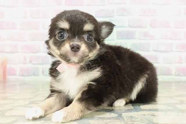 北海道のチワワ(ロング) (Coo&RIKU旭川店/2026年2月7日生まれ/女の子/ブラックタンホワイト)の子犬の2枚目の画像